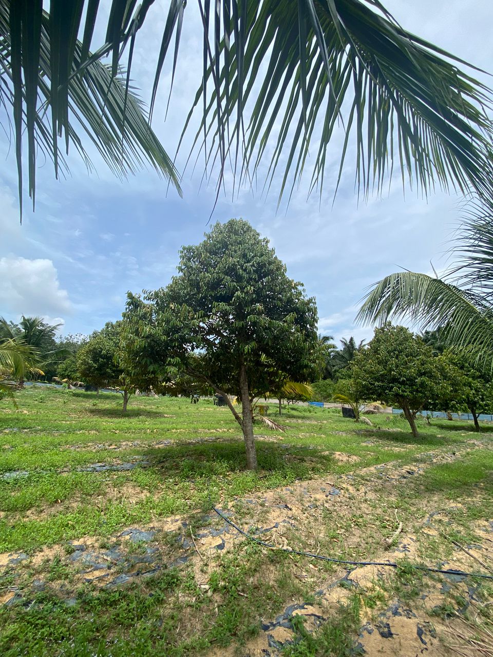 Taman Hakmiliki Kekal AFamosa Melaka