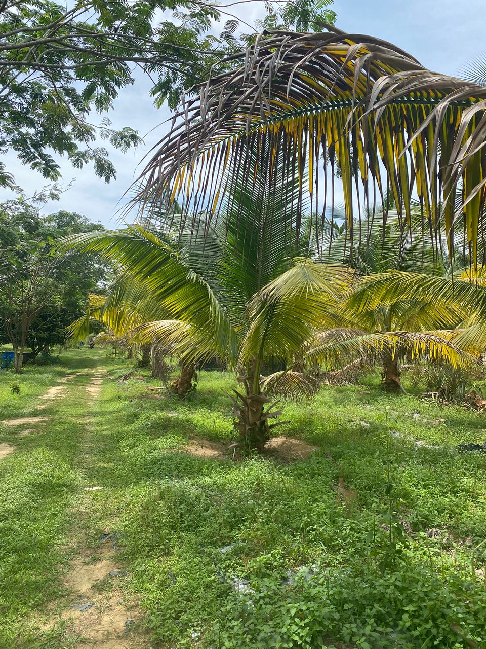 Taman Hakmiliki Kekal AFamosa Melaka